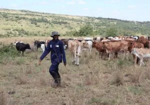 South African Grasslands Project Pioneers Community-Centric Carbon Finance
