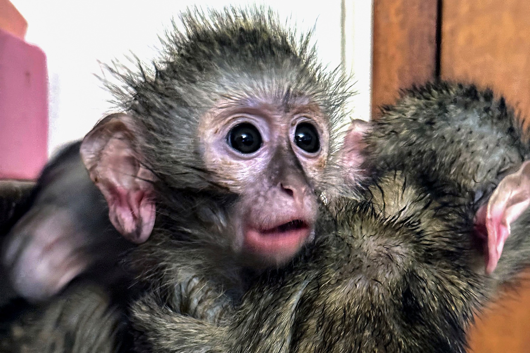 South Africa's Unchecked Trade in Wild Baboons and Monkeys
