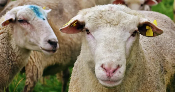 South Africa's Meat Exports Stymied by Regulatory Hurdles, Costing Billions