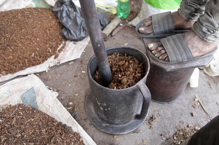 African Pepperbark Compound Shows Promise for Diabetes Treatment Amid Conservation Concerns
