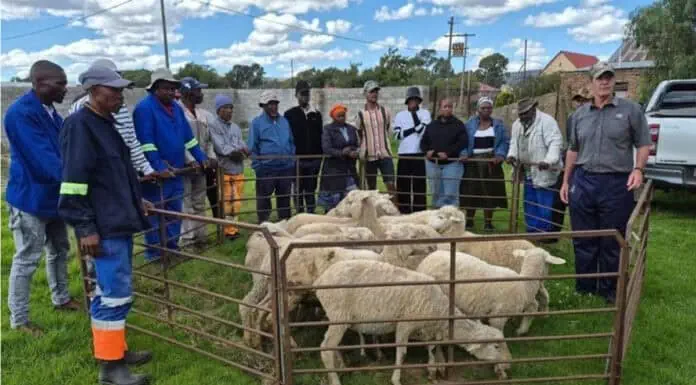 Nordex Energy South Africa Expands Livestock Initiative for Farmer Livelihoods