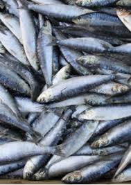 Authorities Investigate Sardine Deaths in Gqeberha Amidst Suspected Herpesvirus Outbreak