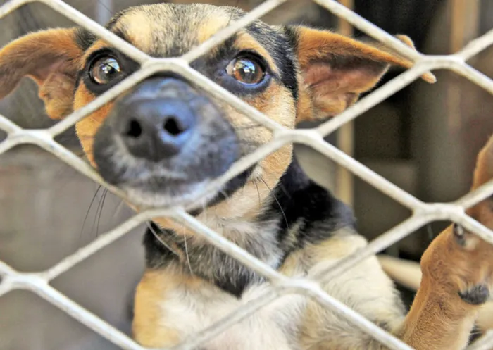 GOOD Accuses City Official of Misleading Residents on Animal By-law