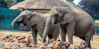 Johannesburg Zoo Elephants: A Case for Relocation