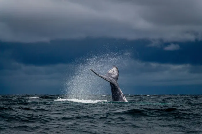 South Africa's Winter Wonders: A Season of Discovery