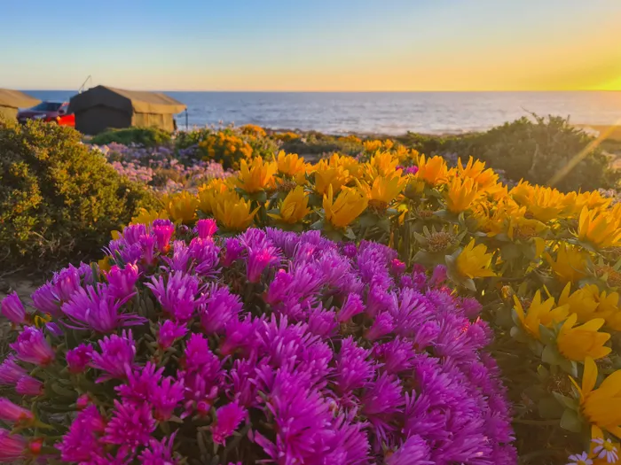 Namaqualand's 2026 Superbloom: A Floral Masterpiece Emerges