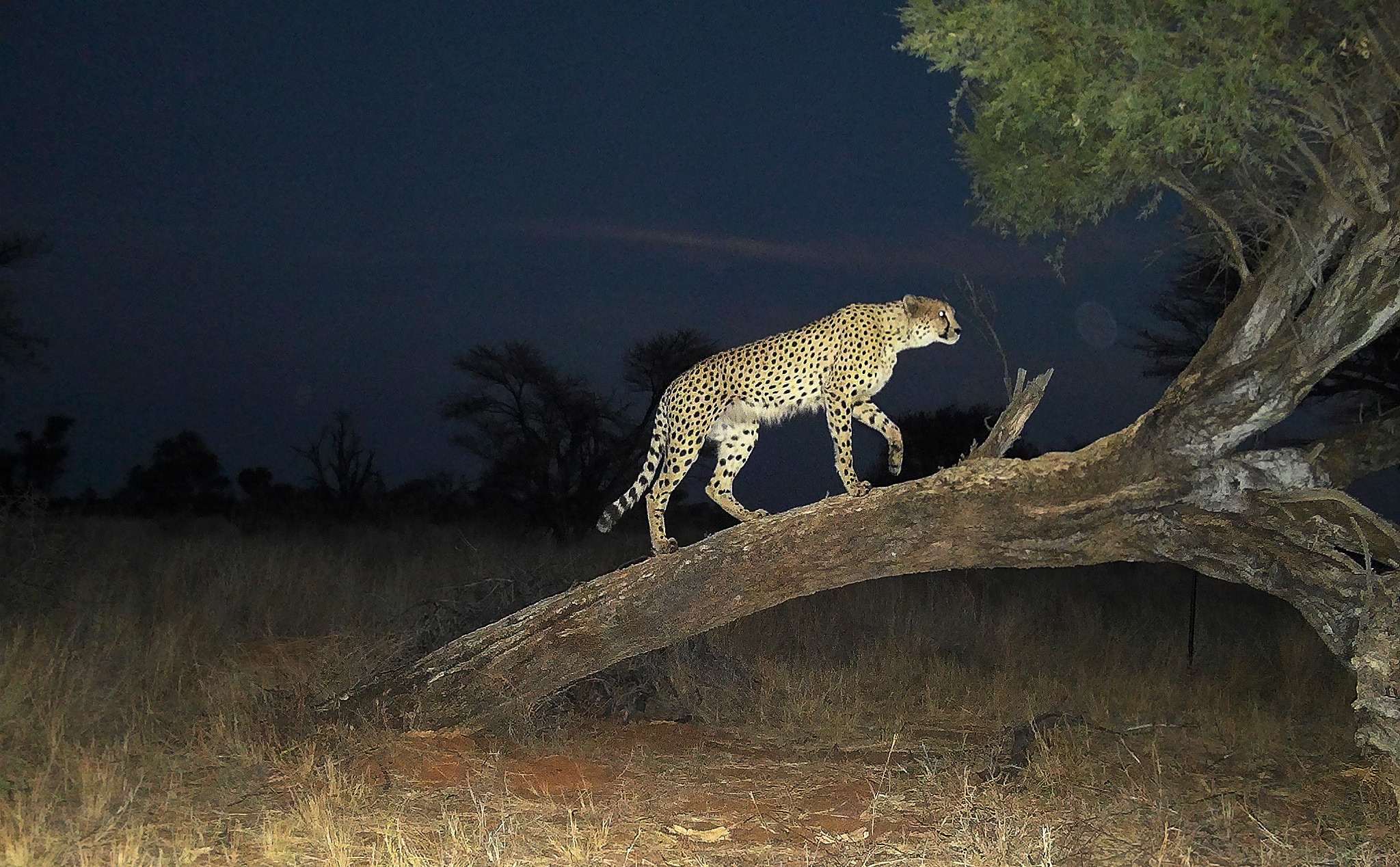 South Africa's Wild Cheetah Population Far Smaller Than Believed, New Census Reveals