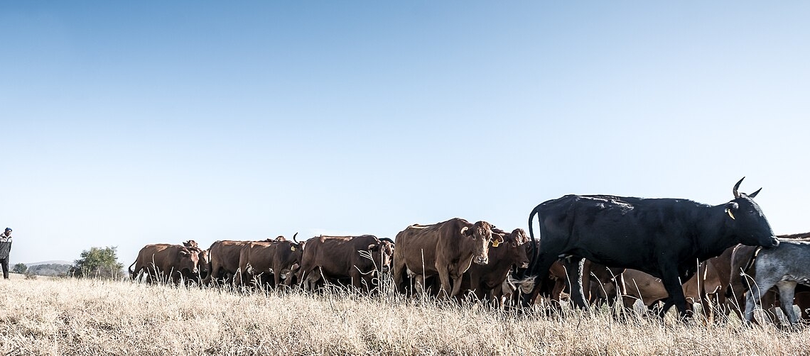 South Africa's Beef Industry Crippled by FMD Outbreaks Amidst Traceability Failures